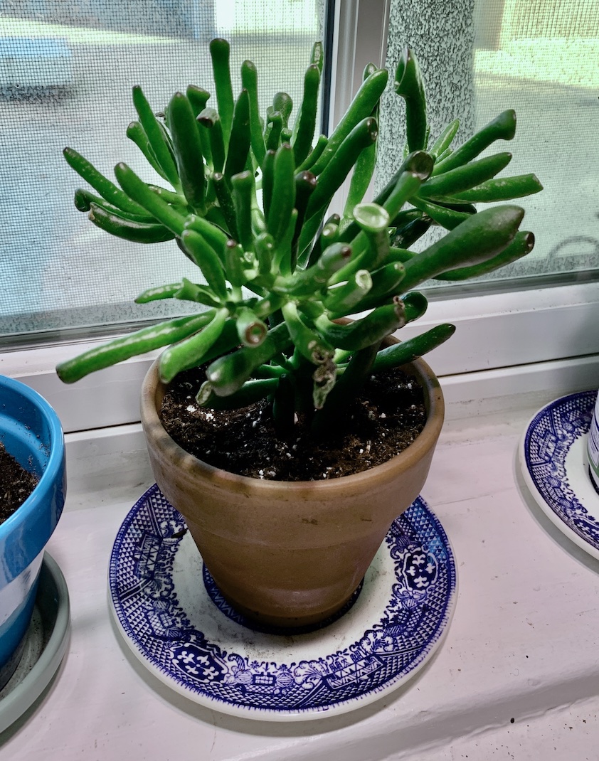 Finger Jade Plant